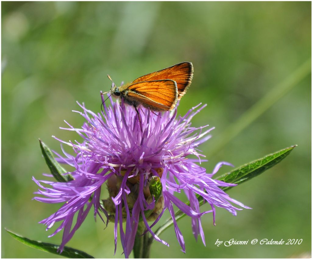 Thymelicus lineola?